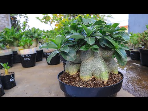 Видео: Легкие и простые способы ухода за адениумом для начинающих. ( субтитры ) Бонсай из розы пустыни