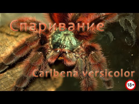 Видео: Спаривание пауков caribena versicolor