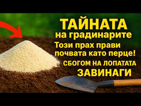 Видео: ТАЙНАТА на градинарите: Този прах прави почвата като перце! 🤯 Сбогом на лопатата ЗАВИНАГИ.