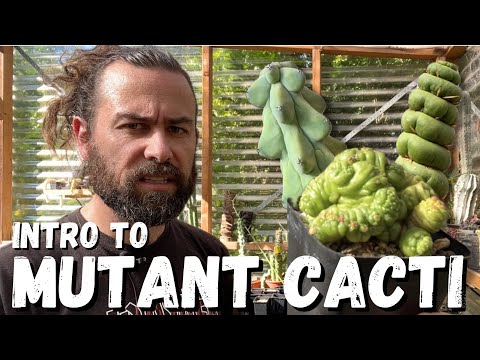 Видео: Кактусы-мутанты: странные и прекрасные