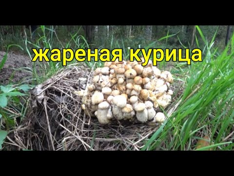 Видео: Грибы Аляски. Местное название  ЖАРЕНАЯ КУРИЦА.