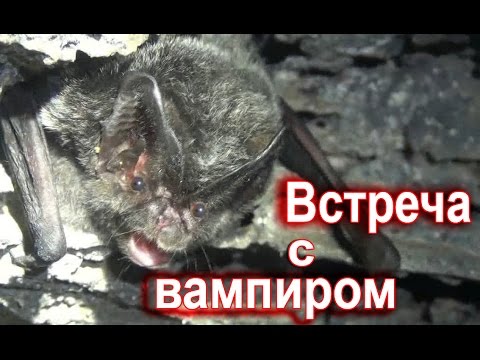 Видео: Пещеры Гунькиной балки