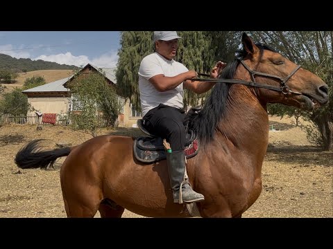 Видео: Арал online +996-703-505-596 сатылат15 сентября 2025 г.