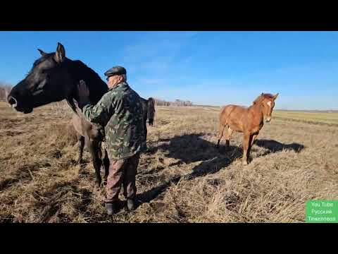 Видео: Жеребец Урал. | Болезнь столбняк.| Приезжал подписчик.| Полярное сияние.| Тёплый ноябрь.