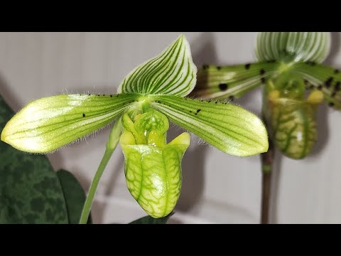 Видео: Paphiopedilum venustum и paph. venustum album на декабрь 2021