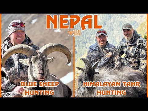 Видео: 79 КМ ЗА 6 ДНЕЙ! ГОРНАЯ ОХОТА В НЕПАЛЕ. Голубой баран и Гималайский тар.