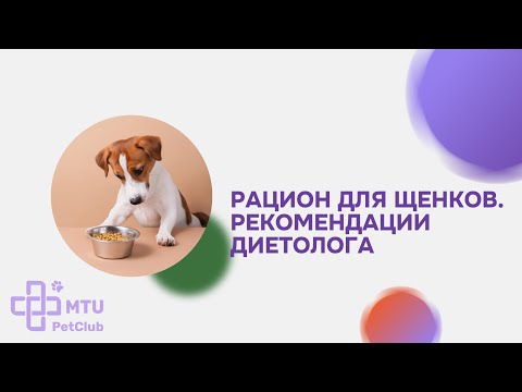 Видео: Чем кормить щенка: рекомендации ветеринарного диетолога