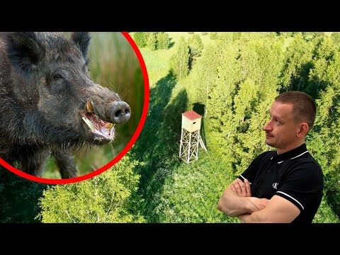 Видео: 💥 ОХОТА на КАБАНА 💥 Охота на секача с вышки 💥 Что НЕЛЬЗЯ делать на охоте? 💥Правила охоты на кабана