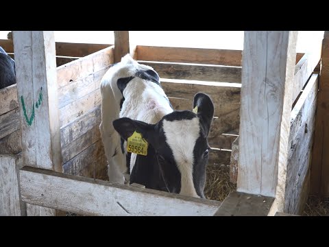 Видео: Падёж скота: кто спасёт "Охово" от кризиса?