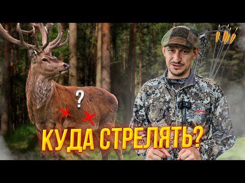 Видео: ОХОТА НА ОЛЕНЯ // КАК СТРЕЛЯТЬ в оленя с лука? Куда целиться в оленя? // Охота с луком