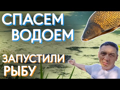 Видео: Спасем водоем часть 4. Продолжаем спасать заросший водоем бюджетными способами. Запуск рыбы