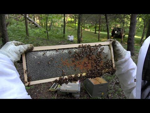 Видео: Отпускные стаи - № 13 и 14