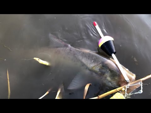 Видео: Рибалка на товстолоба! Шість штук за годину на пряжене молоко