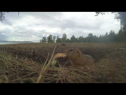 Видео: Суслик хочет есть