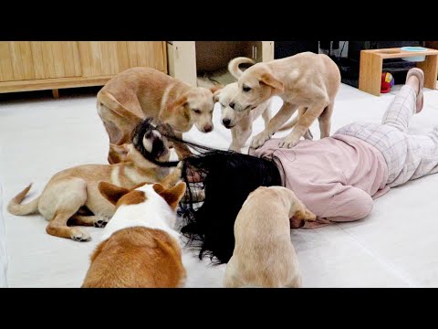 Видео: Обычный день владельцев 11 собак (вместе с робот-пылесосом)