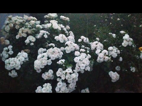 Видео: Роза Аспирин. Лучшая белая флорибунда! ...и немного Пале Рояля...