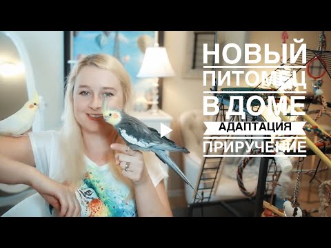 Видео: НОВЫЙ ПИТОМЕЦ В ДОМЕ | ПЕРВЫЕ ДНИ | АДАПТАЦИЯ | КАРАНТИН | ПРИРУЧЕНИЕ ПОПУГАЯ