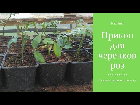 Видео: Прикоп для черенков роз