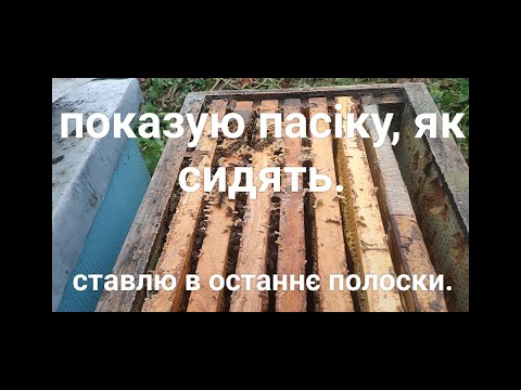 Видео: Показую як сидять бджоли і ставлю останній раз полоски