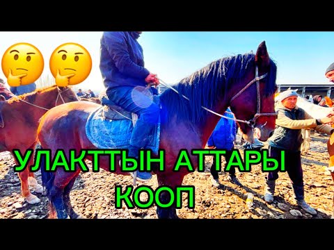 Видео: ОЗГОН АТ БАЗАР 09.11.2025#памиртв #horse #атбазар #атбазар 