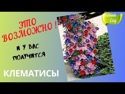 Видео: КРАСИВО, ГЛАЗ НЕ ОТОРВАТЬ! Как я подбираю СОРТА КЛЕМАТИСОВ на одну опору! Совместная посадка!