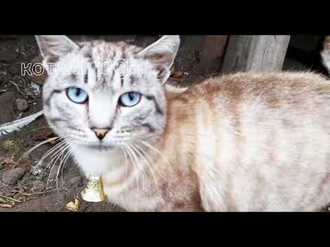 Видео: Мой кот Мусик и Пельмень 😸😸😸 #cat #котики #видео