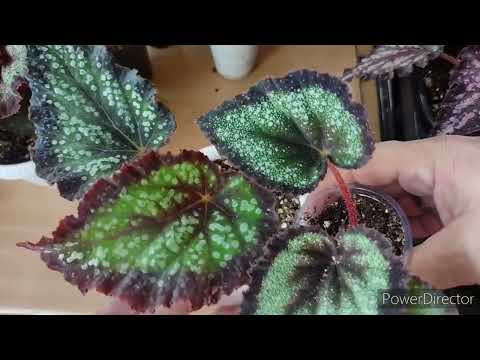 Видео: Обзор бегоний Le rex