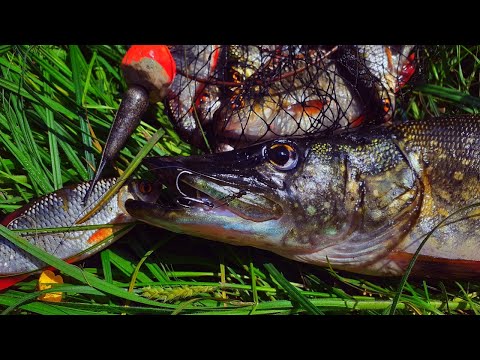 Видео: КРУПНА ЩУКА НА ЖИВЦЯ ! КРАСНОПІРКА НА ПОПЛА ПОПЕР !!!