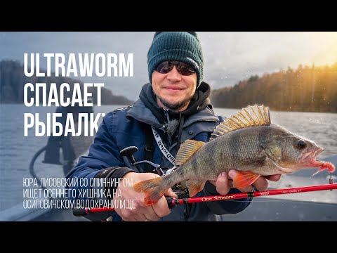 Видео: Ловля окуня на водохранилище осенью со спиннингом. Ультраворм Лаки Джон спасает рыбалку