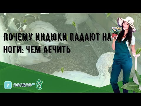 Видео: Почему индюки падают на ноги: чем лечить