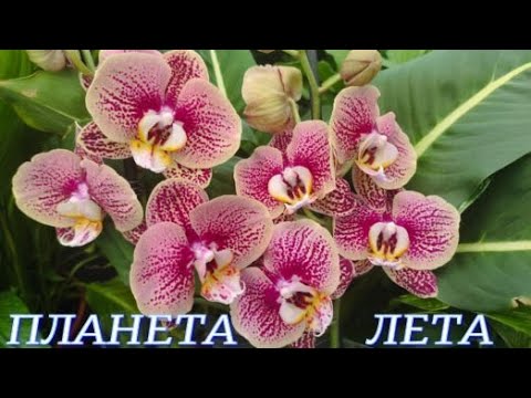 Видео: №968/ СВЕЖИЕ, разнообразные ОРХИДЕИ к дню МАМЫ в ПЛАНЕТА ЛЕТА