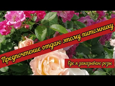 Видео: Предпочтение отдаю этому питомнику. Питомник Розы Вдохновения Кущевка.
