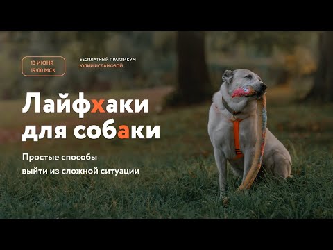 Видео: Лайфхаки для собаки. Простые способы выйти из сложной ситуации