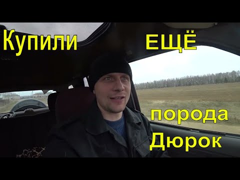 Видео: Из города в деревню. Фермер на всю голову еще одна свинка