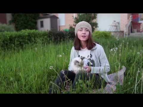 Видео: Сибирская кошка – кошка-охотник с Евгенией Тимоновой | Hill's