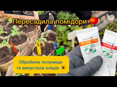 Видео: Пересадила помідори, випустила кліщів-хижаків, обробили полуницю Метарізіум, Пацеламіціс, Баверія