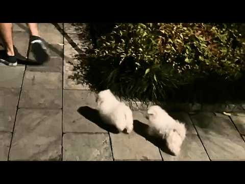 Видео: Два больных кожей щенка бегут за прохожими, хотят идти домой, но никто не обращает внимания.