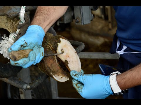 Видео: Руководство по функциональной обрезке копыт у молочного скота