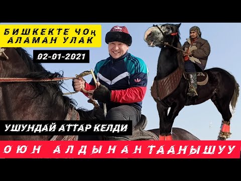 Видео: #Кокборуспорт#Аламанулак#  Бугунку Улака өзгөчө аттар келди!