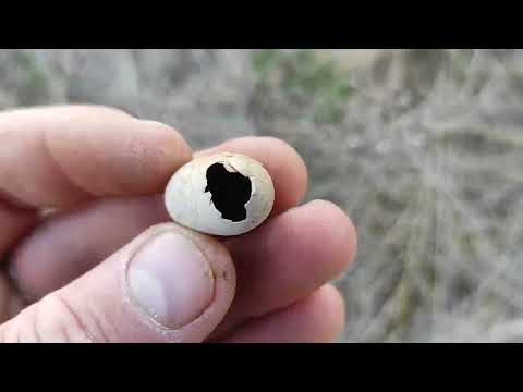 Видео: Весенний коп XP Deus 1  Поход к скале "Клин" поиск монет. Архив.