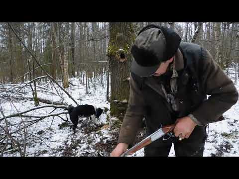 Видео: охота с лайками на куницу и енотов  .УДАЧНО!!!!!!