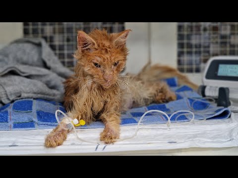 Видео: 💔😢Мэйнкун весом всего два килограмма борется за жизнь | Кошка попавшая в заложники к умолишенной.