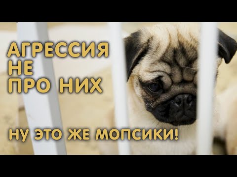 Видео: Самые не агрессивные собаки – это мопсики / Про особенности породы