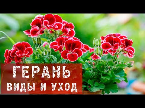 Видео: ГЕРАНЬ! КАК ПРАВИЛЬНО УХАЖИВАТЬ ЗА ГЕРАНЬЮ?