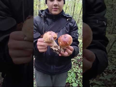 Видео: 8 жовтня,ми і не сподівалися на такі гарні білі гриби