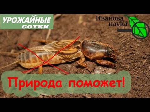 Видео: Самый ПРОСТОЙ и БЕЗОПАСНЫЙ способ уничтожить МЕДВЕДКУ на участке! Без мыла, пестицидов и препаратов.