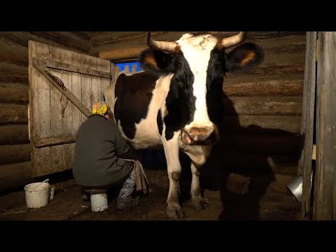 Видео: ГУБАДИЯ - традиционный татарский пирог. От дойки  до готового торта. Деревенская жизнь ТАТАРСТАН