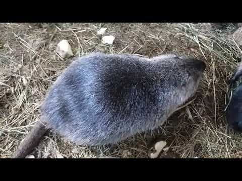 Видео: Наши нутрии живым весом