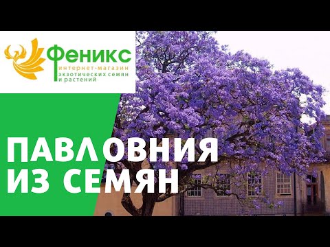 Видео: Павловния из семян