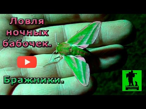 Видео: Ловля ночных бабочек. Бражники.